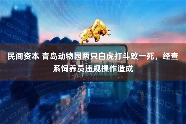 民间资本 青岛动物园两只白虎打斗致一死，经查系饲养员违规操作造成